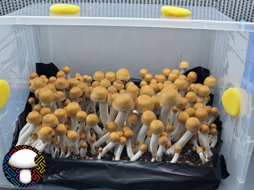 psilocybe cubensis Texas yellow cap