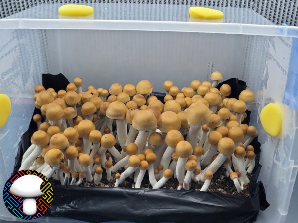 psilocybe cubensis Texas yellow cap