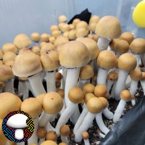 TYC Spore Print