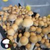 psilocybe cubensis Texas yellow cap