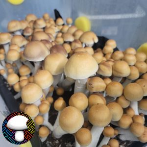 psilocybe cubensis Texas yellow cap