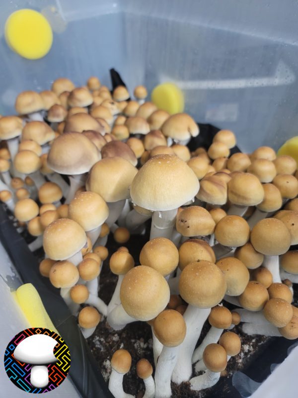 psilocybe cubensis Texas yellow cap