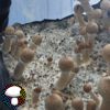 psilocybe cubensis Golden halo