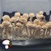 psilocybe cubensis Golden halo