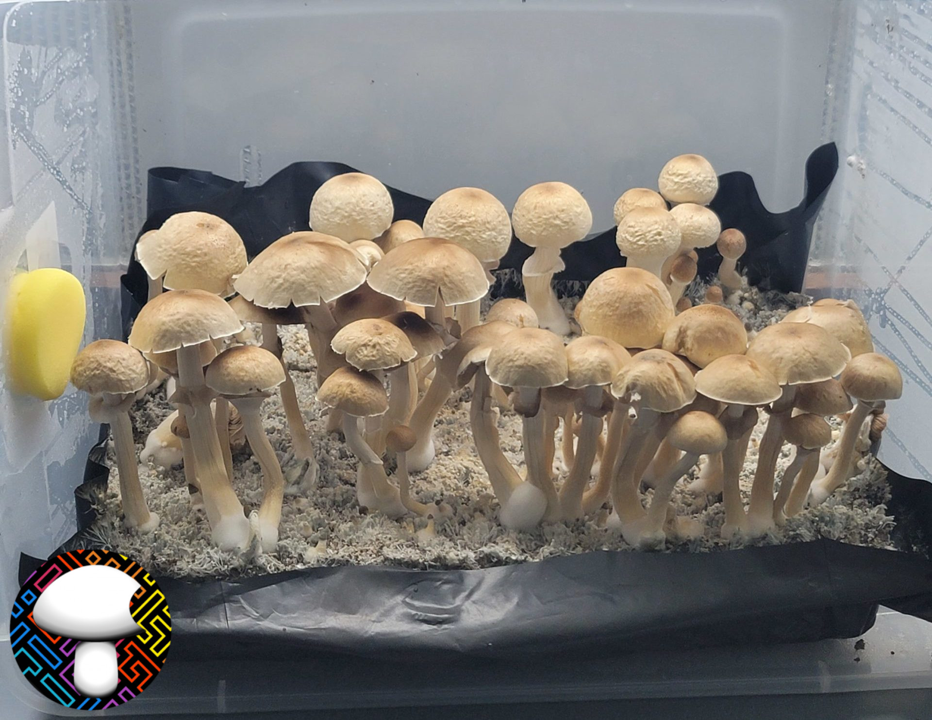 psilocybe cubensis Golden halo