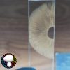 psilocybe cubensis Golden halo
