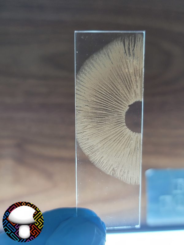 psilocybe cubensis Golden halo