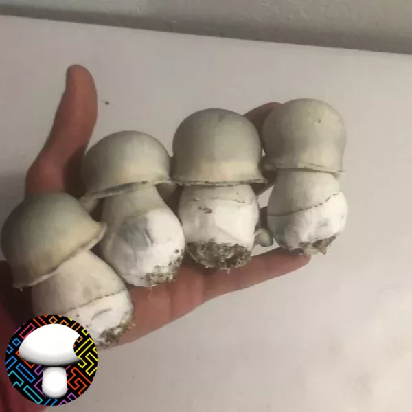 psilocybe cubensis super albino penis envy