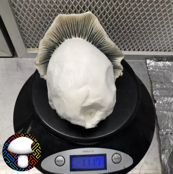 psilocybe cubensis super albino penis envy
