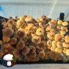 psilocybin cubensis Hanoi