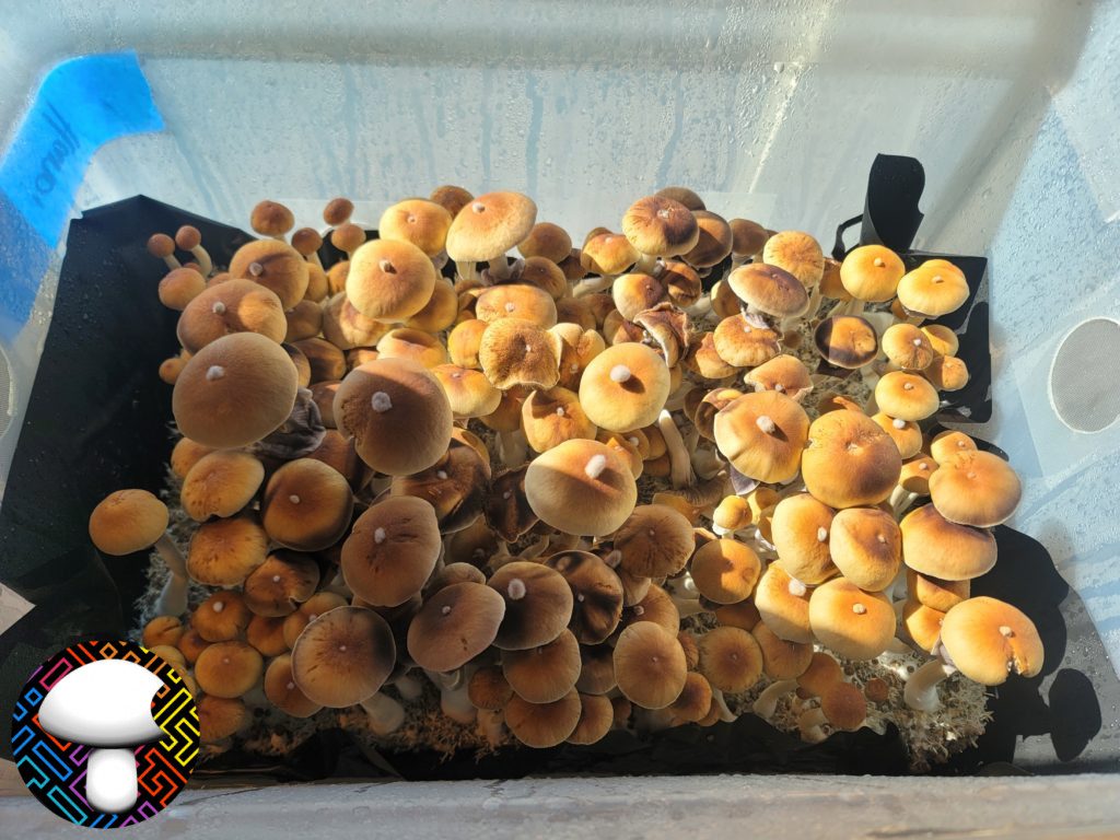 psilocybin cubensis Hanoi