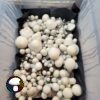 Albino Penis Envy