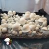 Albino Penis Envy