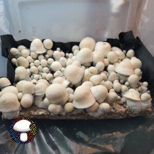 Albino Penis Envy