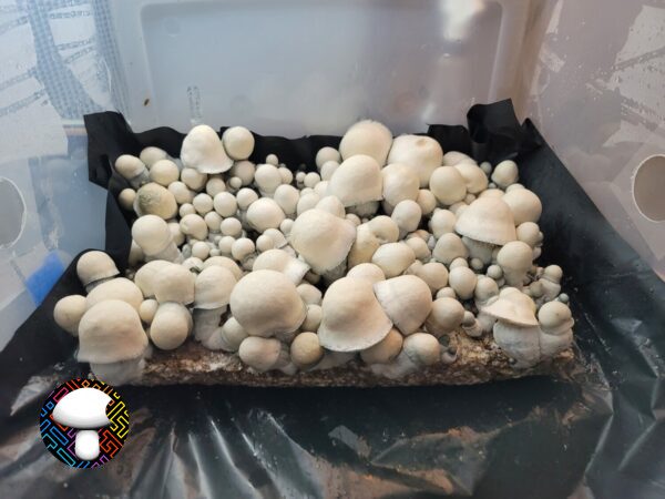 Albino Penis Envy