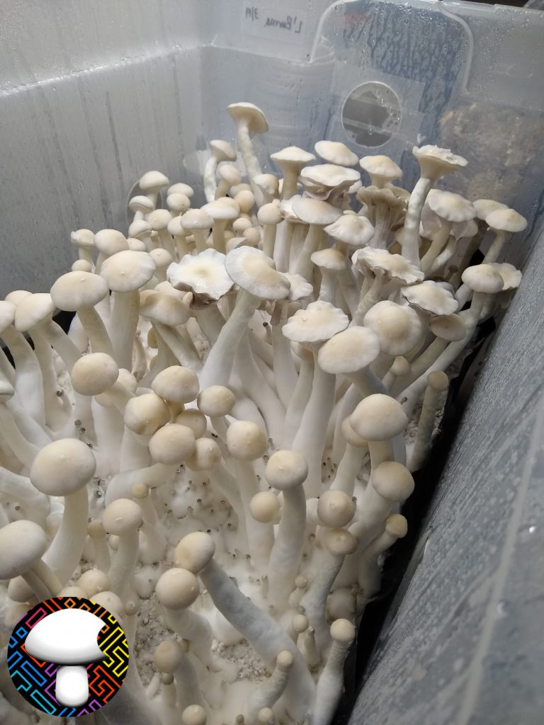 psilocybin cubensis albino burma psilocybin cubensis albino burma