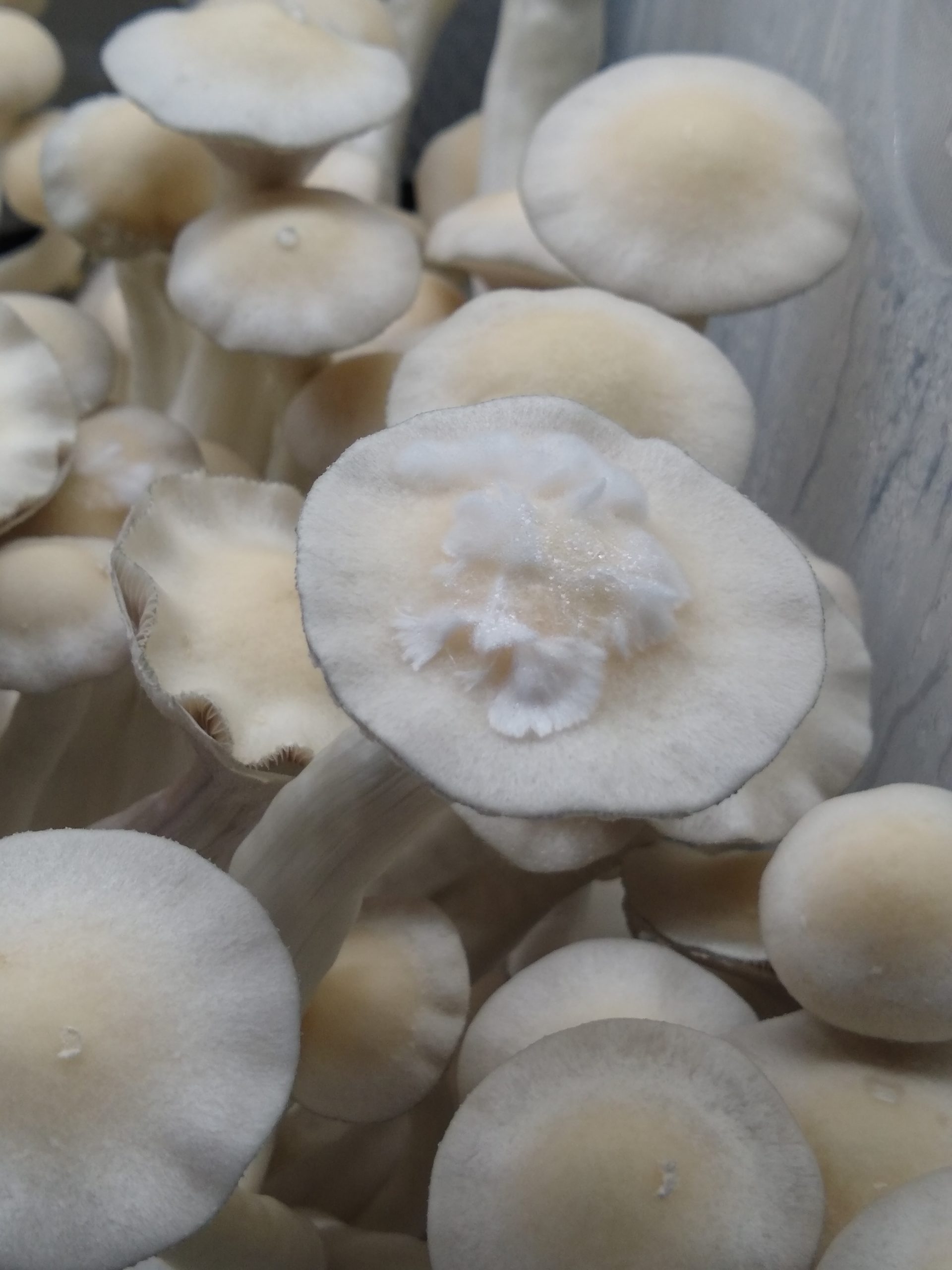 psilocybin cubensis albino burma psilocybin cubensis albino burma