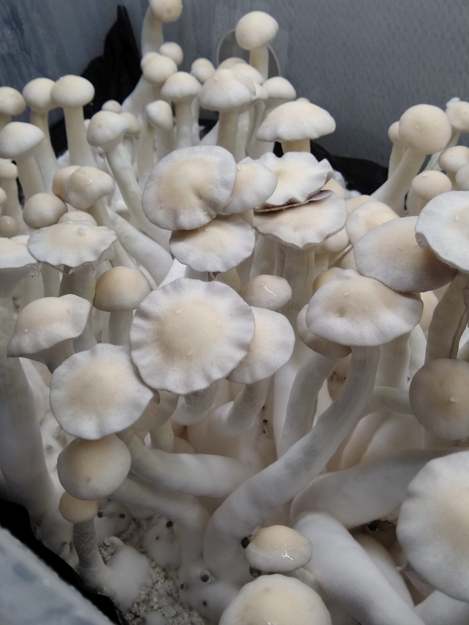 psilocybin cubensis albino burma psilocybin cubensis albino burma