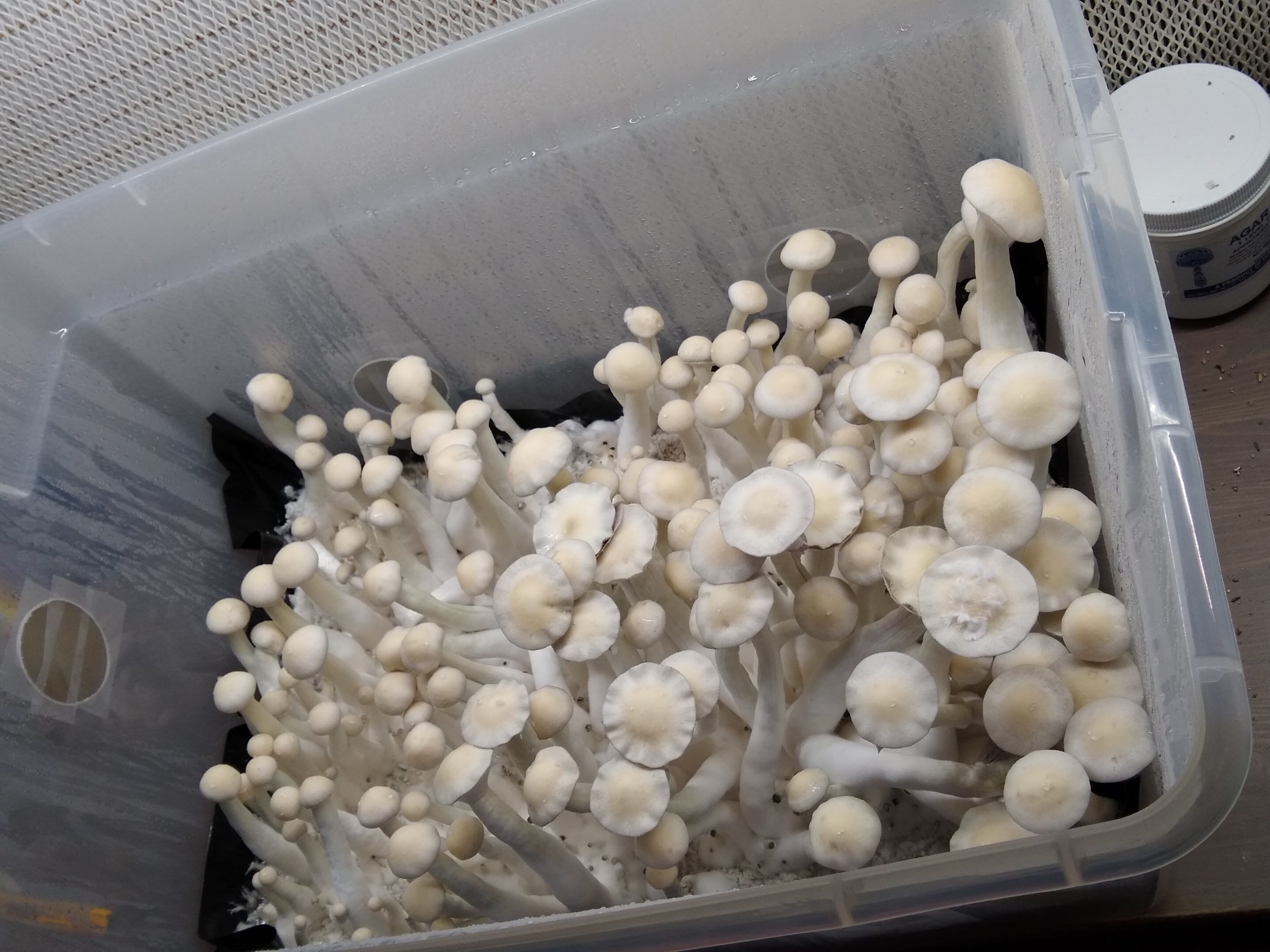psilocybin cubensis albino burma