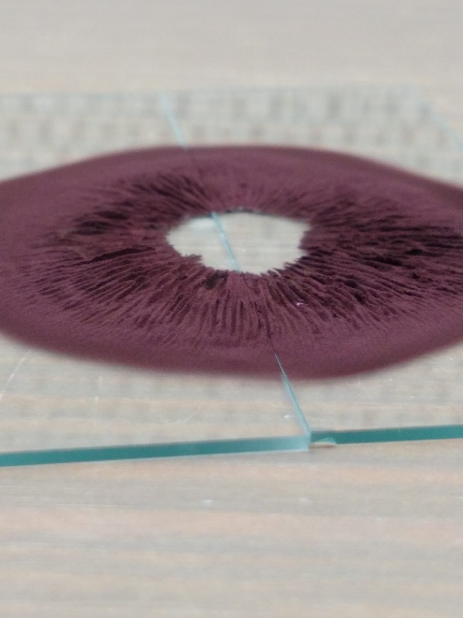 White Golden Teacher Spore Print