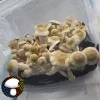 melmak penis envy