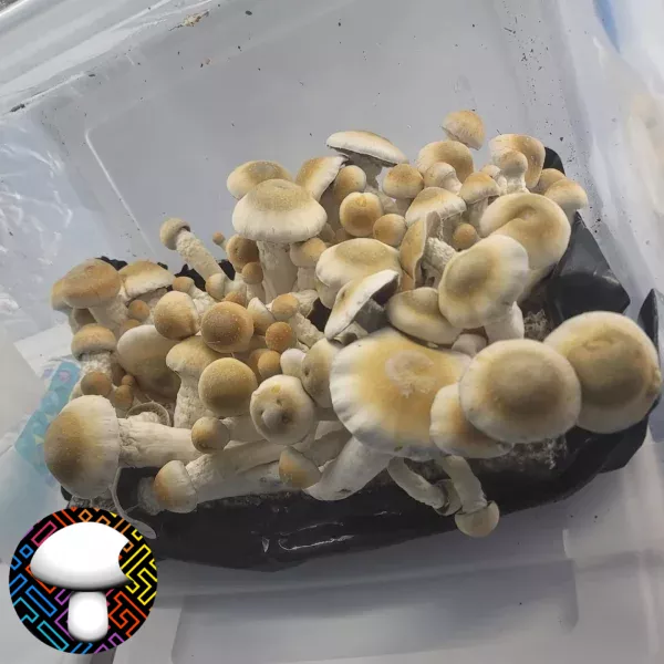 melmak penis envy