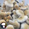 Psilocybe Cubensis Melmak
