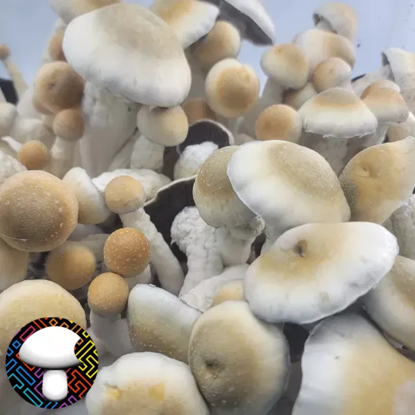Psilocybe Cubensis Melmak