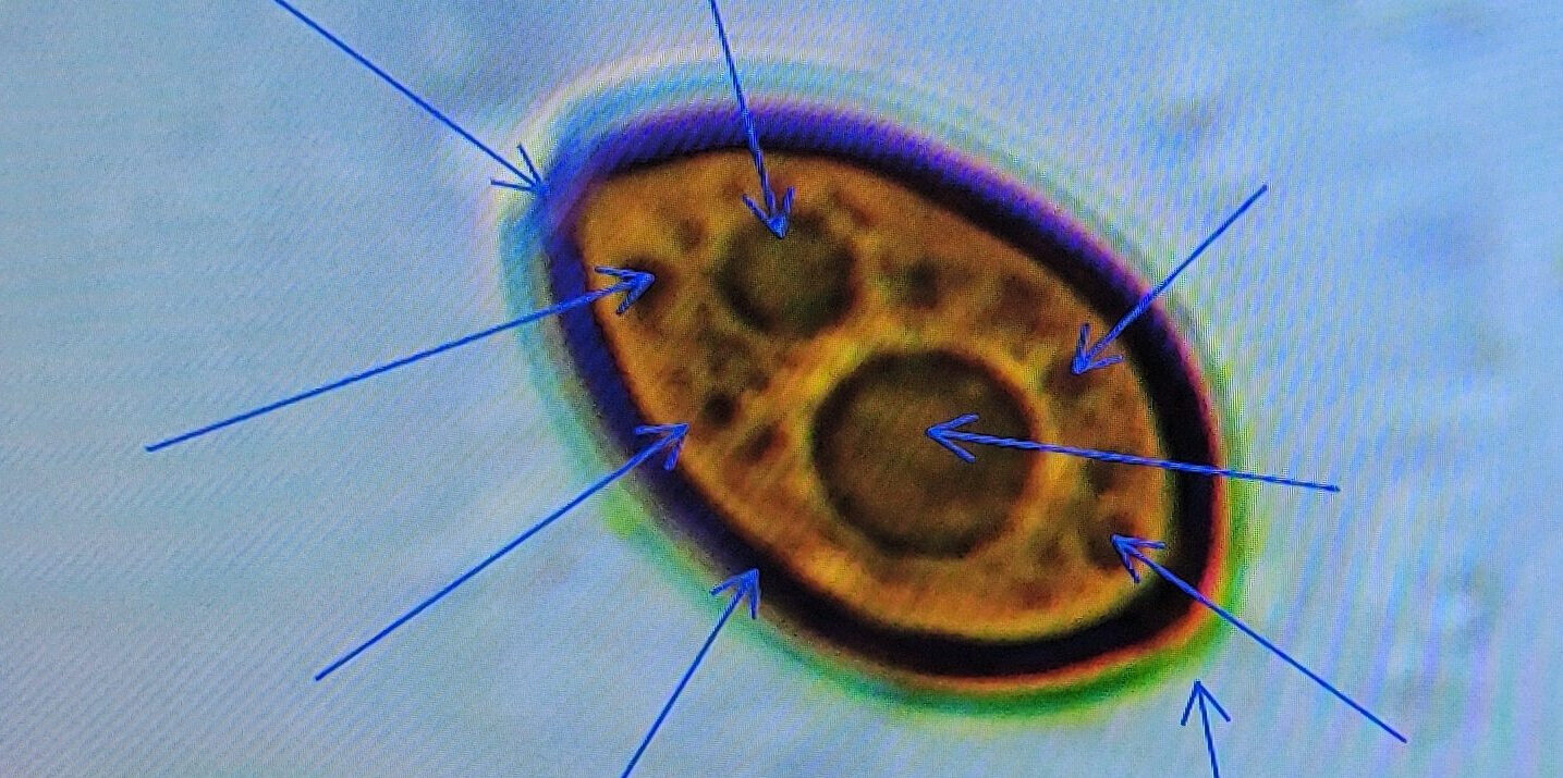 basidium equilibrium