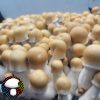 Outside penis Envy cubensis spores