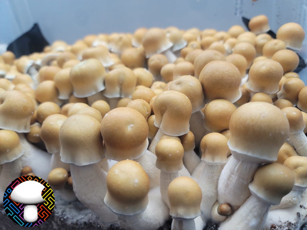 Outside penis Envy cubensis spores
