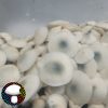 Albino PE6