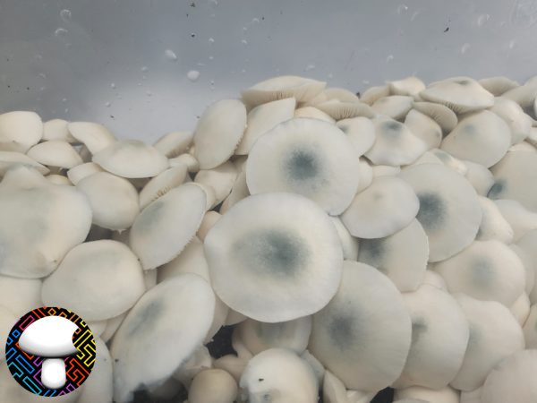 Albino PE6