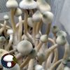 Leucistic A+ Mushroom Spore