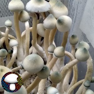 Leucistic A+ Mushroom Spore