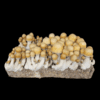Old Dirty Penish Envy Mushroom Flush on mycelium cake. Large Tan bulbus capped mushrooms with thick white stems.