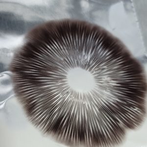 Spores