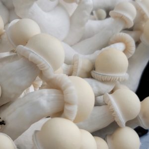 Albino Chode wave