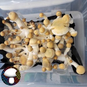 Melmac mushroom spore swab syringe mycelia