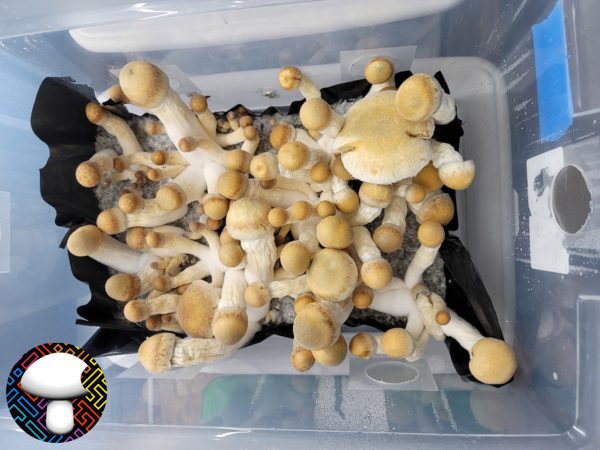 Melmac mushroom spore swab syringe mycelia