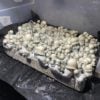 MFH Albino Penis Envy Mushroom Spores