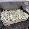 MFH Albino Penis Envy Mushroom Spores
