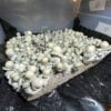 MFH Albino Penis Envy Mushrooms Spores
