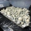 MFH albino Penis Envy liquid culture mushroom spores