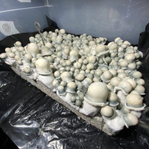 MFH albino Penis Envy liquid culture mushroom spores