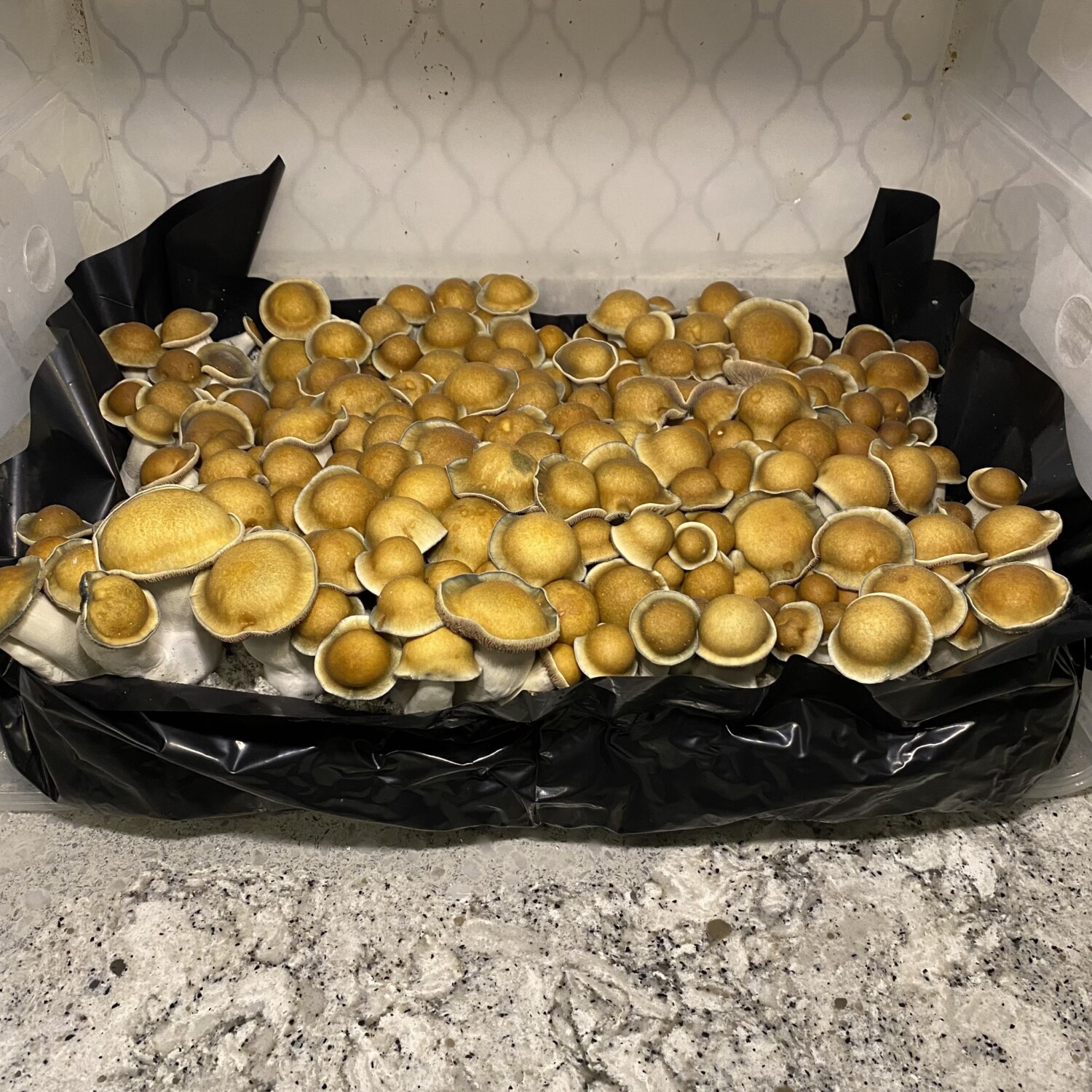 Manna from Heaven penis envy spores
