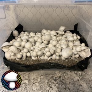 Albino Melmac