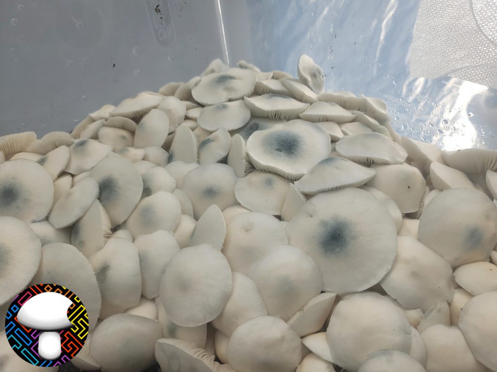 Albino Cubensis