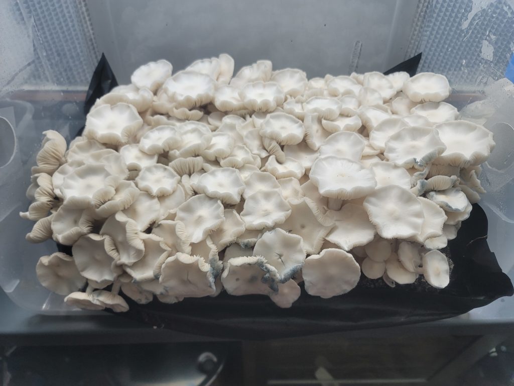 Albino Avery