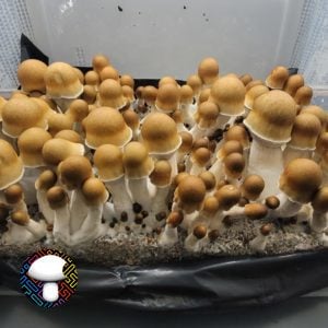 ODPE2